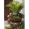 Specialty Tropical Annual Plants