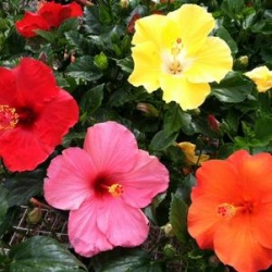 Hibiscus Trees Assorted 10'' pot   