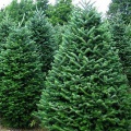 Christmas Trees