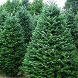 Fraser Fir 7' Premium Grade Fresh Cut Christmas Tree  