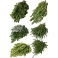 Boughs and Bunches