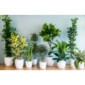 House Plants