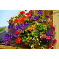 Hanging Baskets & Wall Bags