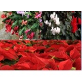 Christmas Poinsettias and Other Christmas Plants 