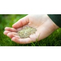 Grass Seed