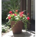 Annual Pre-Made Patio Pots