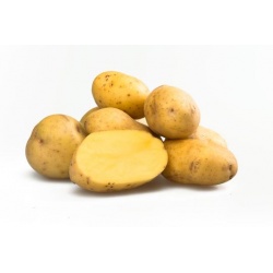 Seed Potatoes Colomba 2Kg Bag 
