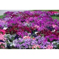 Annual Bedding / Container Plants / Accent Plants