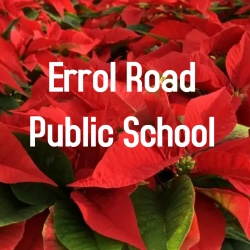 Errol Road Public School 6'' Red Poinsettia    