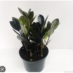 ZZ Raven Black Plant 6'' Pot Zamioculas 9'' -12'' 