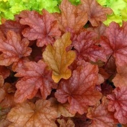 Coralbell Heuchera 'Peach Flambe' 1 Gallon Perennial 