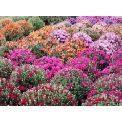 Fall Mums should start to bloom mid September