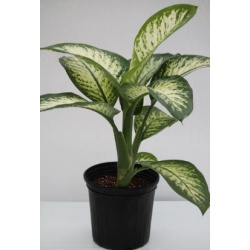 Dieffenbachia Snow 10" Pot