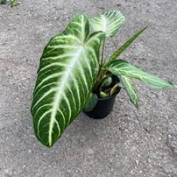 Xanthosoma Lind. Magnificum 6" Pot 