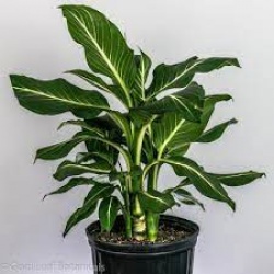 Dieffenbachia Sterling 10" Pot 