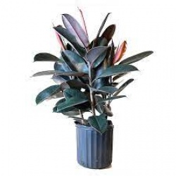 Ficus elastica Burgundy 10" Pot