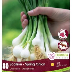 Scallion Spring Onions Sets  