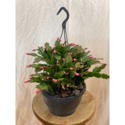 Christmas Cactus 8” Assorted Hanging Basket 