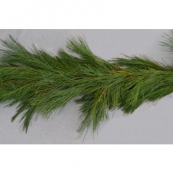  Ontario Pine 25' Roping   