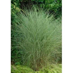 Perennial Grass Special Mix and Match
