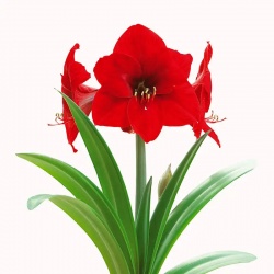 Amaryllis  6'' Pot Assorted 