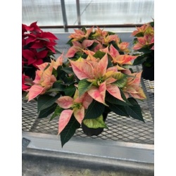Poinsettia Christmas Beauty Prince 6'' Pot    