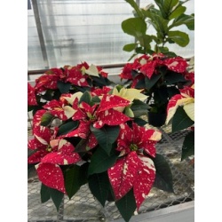 Poinsettia Red Glitter  6'' Pot  