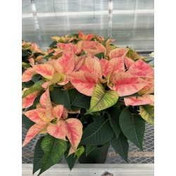 Poinsettias Christmas Beauty Prince 8'' Pot   