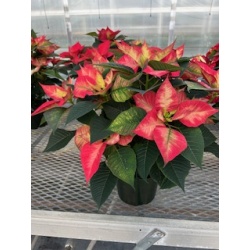 Poinsettias Christmas Beauty Princess 8'' Pot    