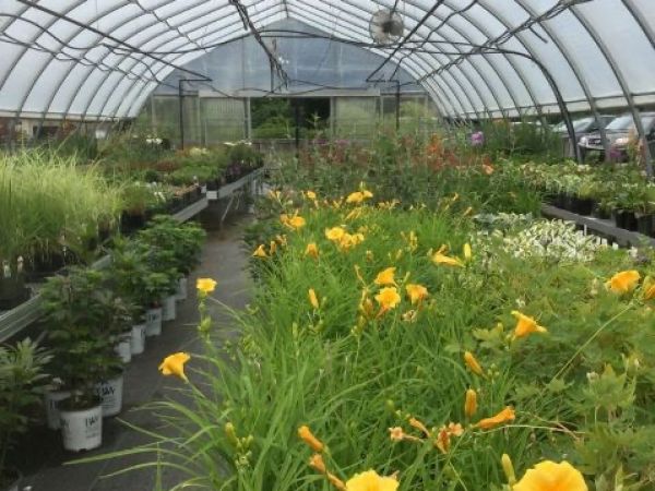 #htmlcaption3 Tropical House Plants